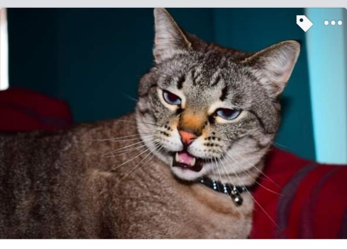 My Cat Named Cat, Doesn't Like Quarantine