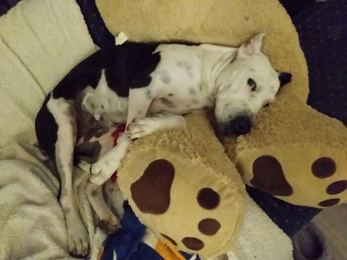 My Lil Rescue...princess Kaia