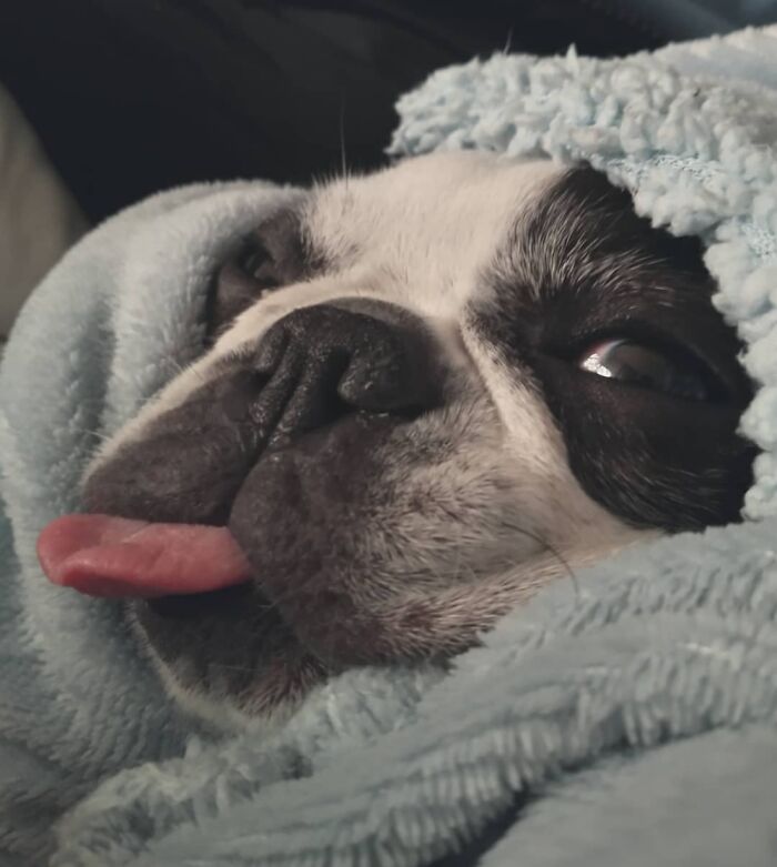 Behold: The Ziggy Burrito