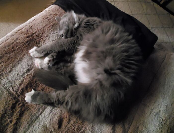 Sleepy Headed Ball O Floofs. My Myschka.