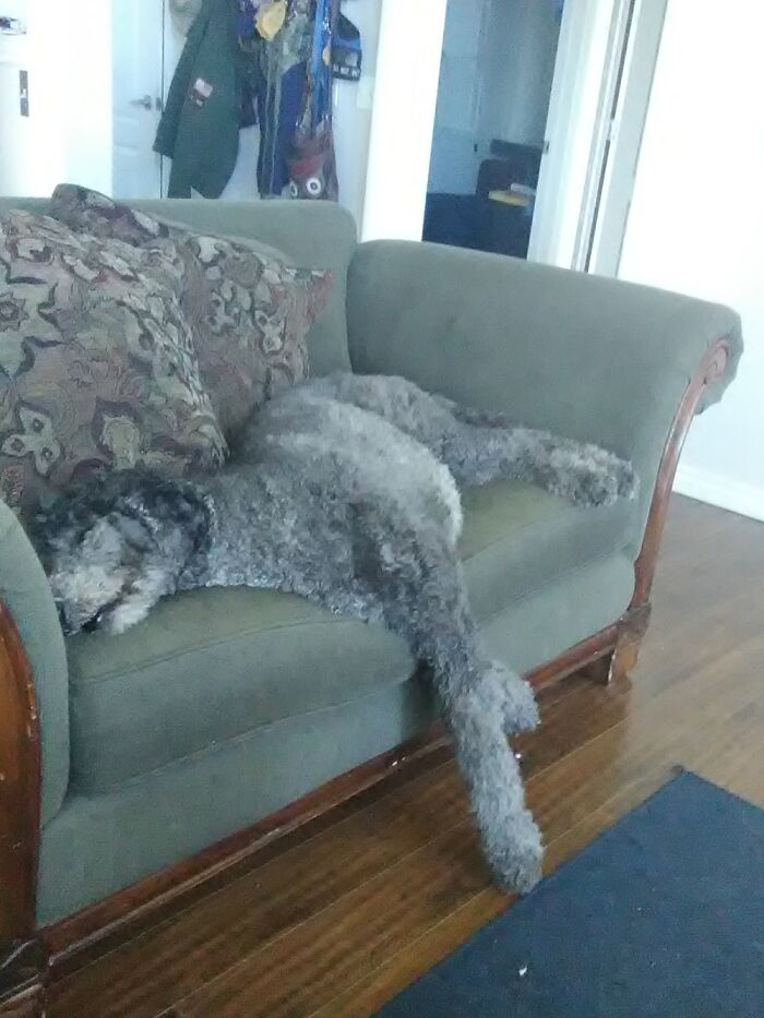 My Blue Boy Can't Dog Today.♥️