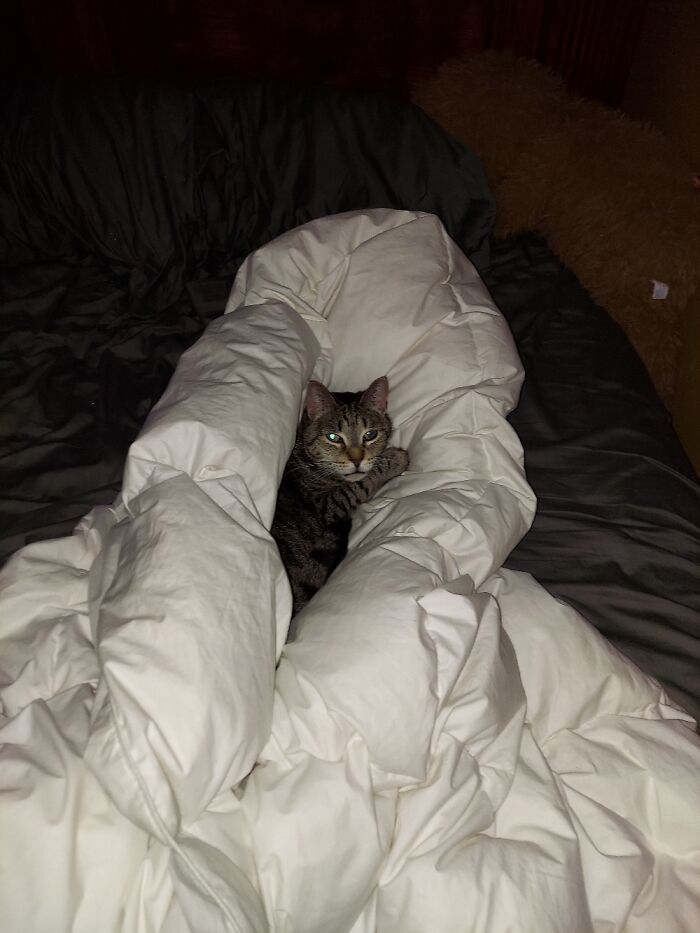 Hes Loves Sleepy Time, All The Time! Lol