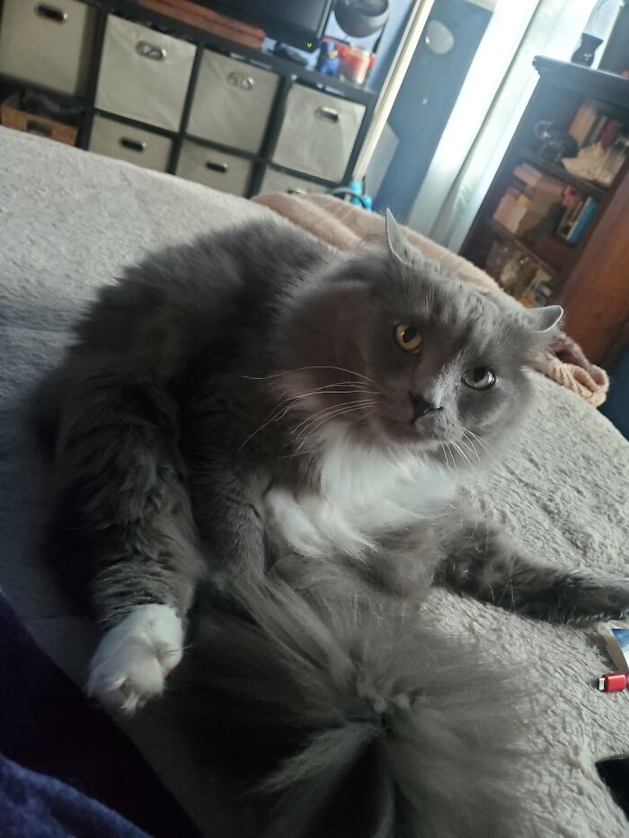 Myschka Mad I'm Interrupting Her Grooming.