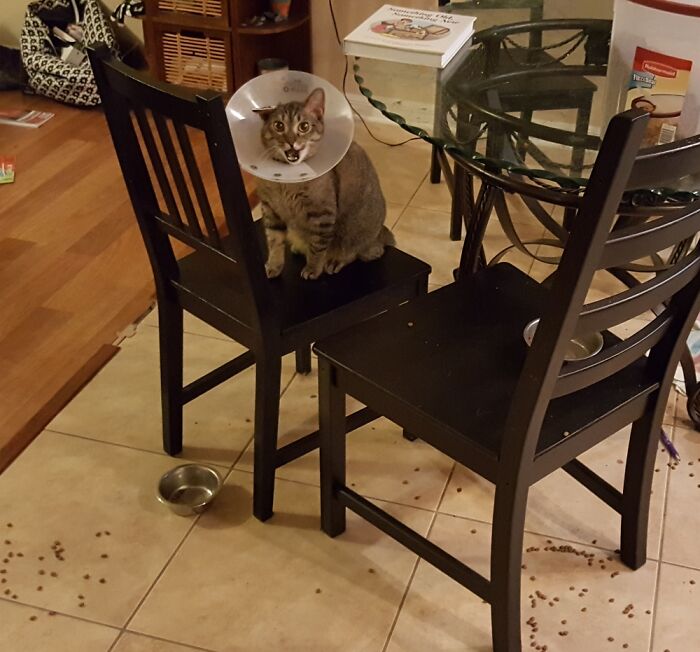 She Couldn't Figure Out How To Eat When Wearing The Cone Of Shame!