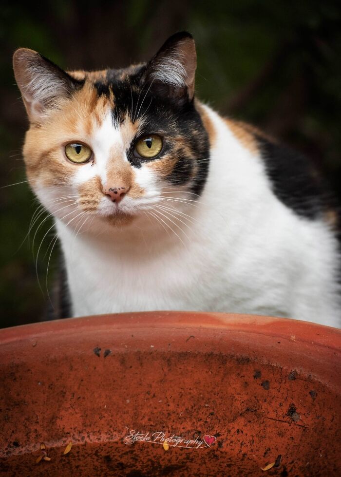 This Is Kaos, One Of Our Rescue Kitties. She Is Drinking Out Of A Birdbath.