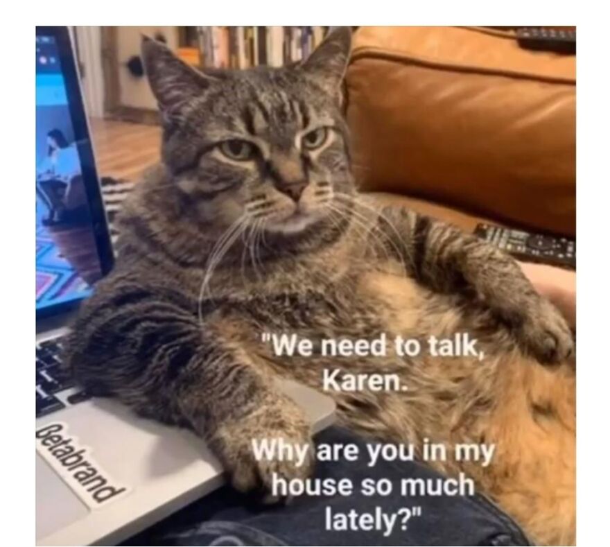 Quarantine My Feline Friends...