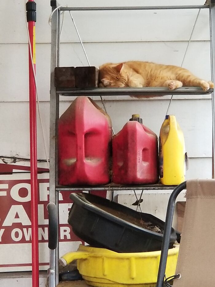 Cat.exe Haa Stopped Working