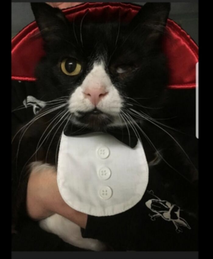 My One Eyed Buddy, Nero, Dressed As Dracucat.