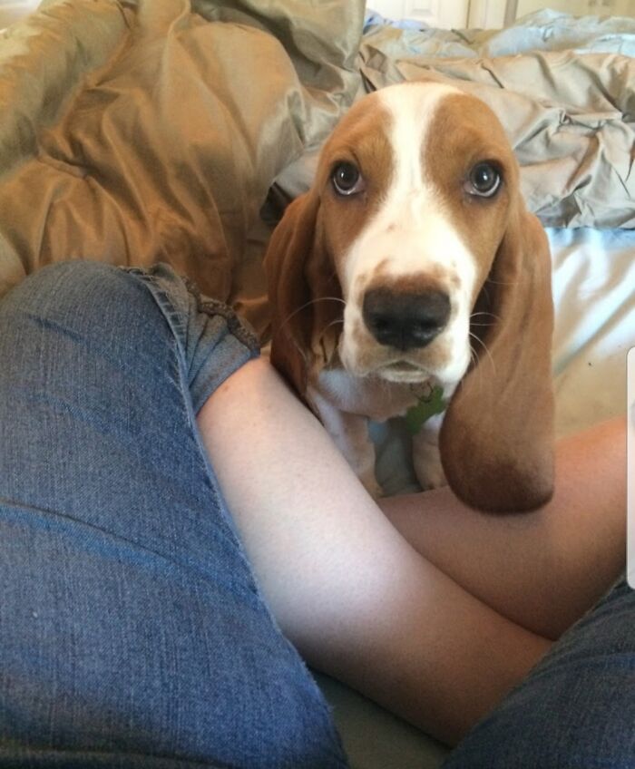 My Sweet Sebastian! Yes, He Is Exactly As Soft As He Looks.♥️