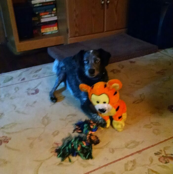 River Was Abandoned As A Pup. He's Been Mybest Buddy For 12 Years.