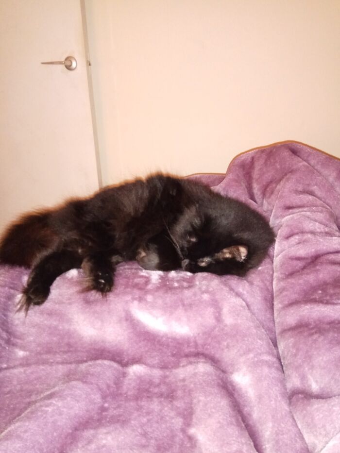 Miss Magic Fuzzypaws