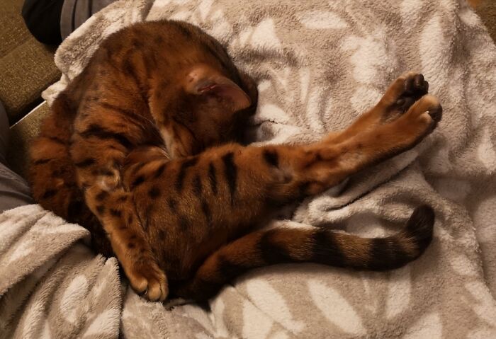 Luna A Month After We Got Her From The Rescue Centre.