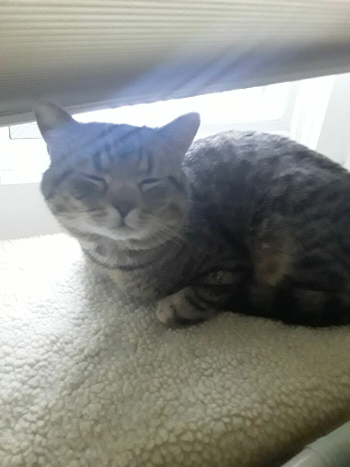 I’ll Go First. This Is Samwise, Pulling His Smuggest Face