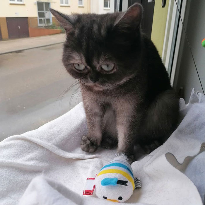 Woman Adopts A Cat That Was Ignored At The Shelter Because Of Her ‘Ugly’ Looks