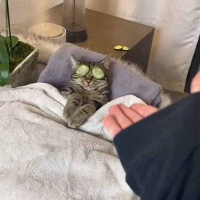 TikTok Of A Cat Having A Spa Day With Owner Goes Viral And Is Watched Over 60 Million Times