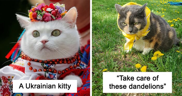 This Online Group Is Dedicated To Adorable Cat Babushkas (30 Pics)