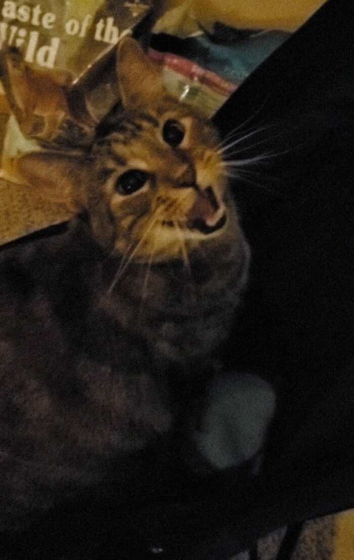 My Boyfriend Got A Cat Stroller As A Joke, Thinking We'd Never Use It. Turns Out She Absolutely Loves It And Constantly Begs To Go Out For More