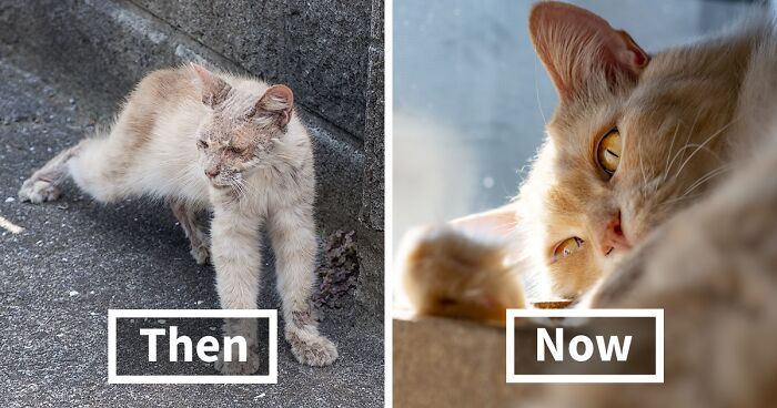 Life Had Treated This Cat Badly Until He Turned Up Outside My House 4 Years Ago And Now He’s A Sweet And Loving Cat