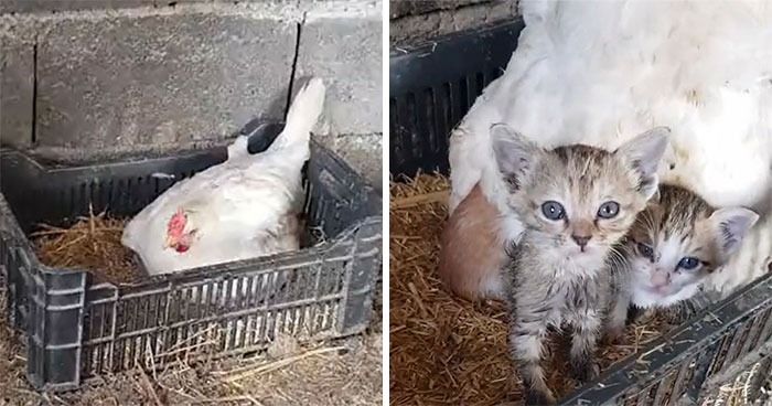A Guy Finds His Chicken Taking Care Of Three Orphaned Kittens And Captures It In A Viral Video