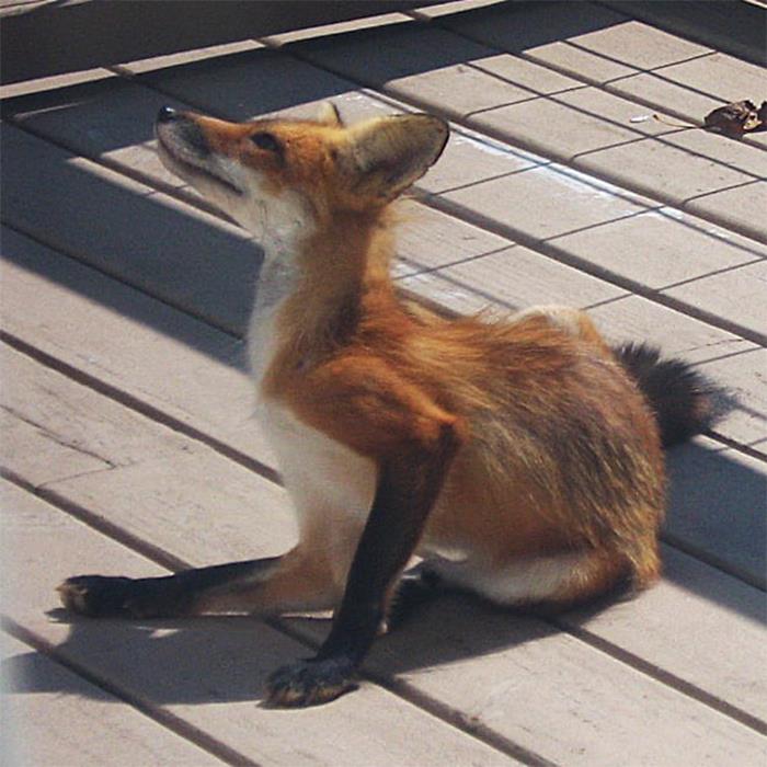 Trust Me... This Fox Is Not A Pet