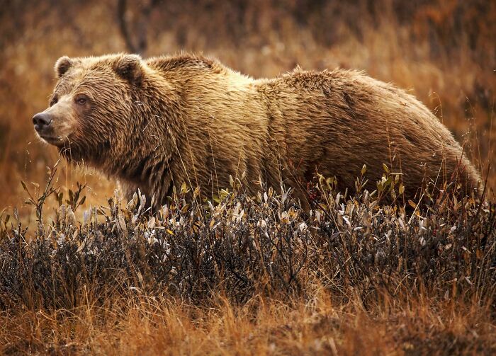 Til A Grizzly Bear Has The Best Sense Of Smell On Earth Thought To Be Roughly 2,100 Times Better Than A Humans (7 Times Better Than A Bloodhounds) And Have Been Known To Catch Scents From Up To 20 Miles Away.
