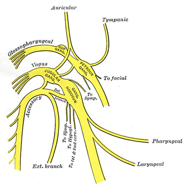 Til About The Arnold Reflex, Which Is When Physical Stimulation Of A Nerve In The Ear Elicits A Cough. This Is Why, For Some People, Cleaning Their Ear With Q-Tips Often Causes Them To Cough.
