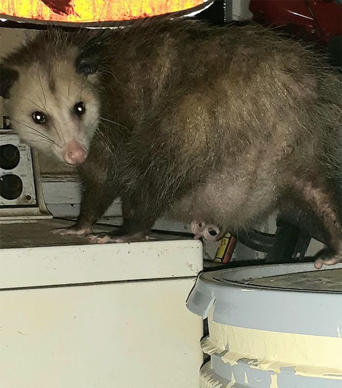 This Is Stone Cold Steve Possum, Whom I Very Quickly Discovered Was "Stevie" When She Brought Her Tummy Pouch Full Of Bébés To Dinner