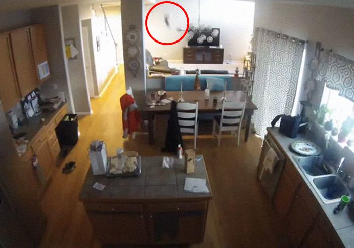 “What Is The Stupidest Thing You’ve Seen Your Pet Do?” (40 Answers)