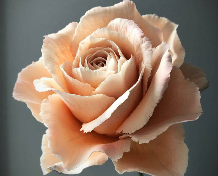 Award-Winning Australian Confectioner Creates Stunning Sugar Flowers (76 Pics)