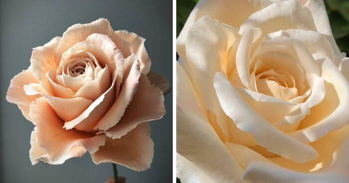 Award-Winning Australian Confectioner Creates Stunning Sugar Flowers (76 Pics)