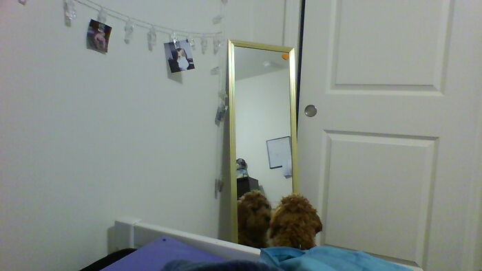 This Is My Dog. He Learned What A Mirror Was. Upvote= Pets