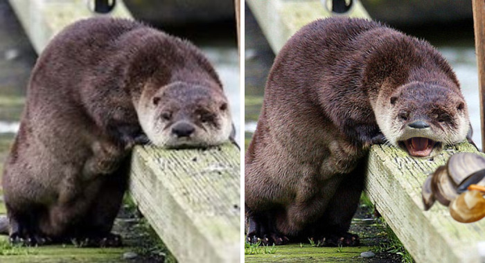 Hey Pandas, Can You Make This Otter Happy? (Closed)