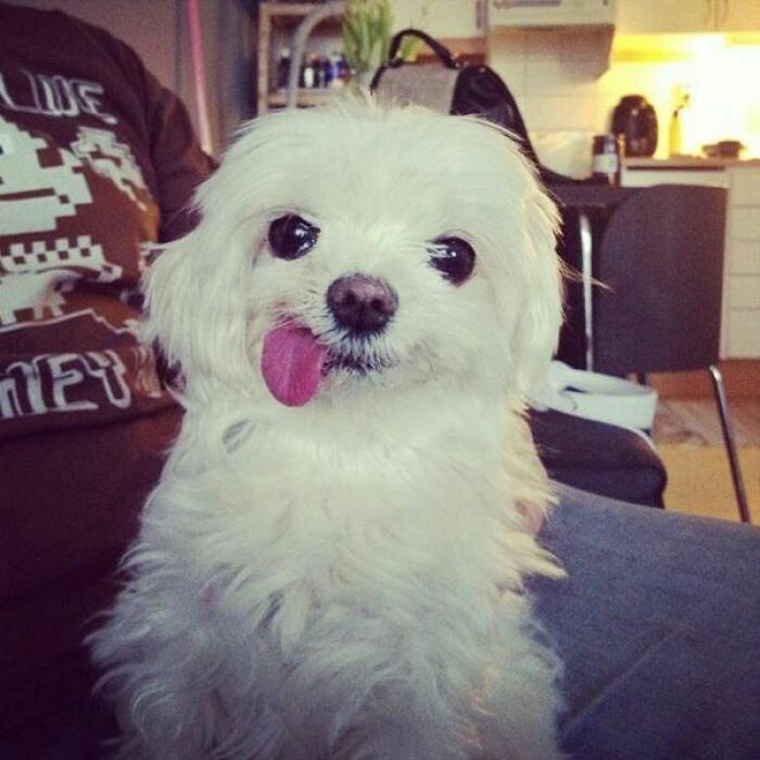 Hey Pandas, Photoshop This Random Dog In The Funniest Way (Closed)