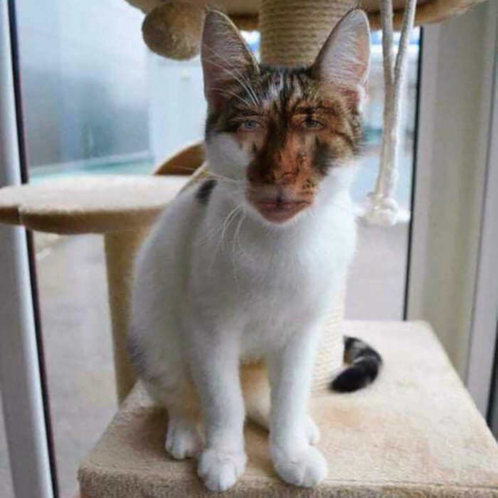 Hey Pandas, Give Your Pet A Human Face (Closed)