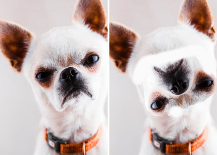 Hey Pandas, Edit A Photo To Make It Look Different (Closed)