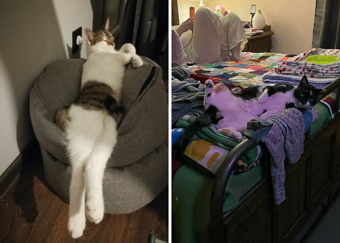 Hey Pandas, What Is The Most Awkward Picture You Have Ever Taken Of Your Pet? (Closed)