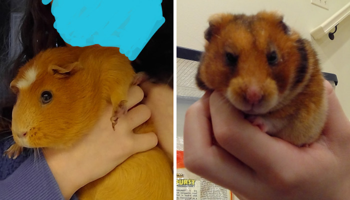 Hey Pandas, Show Us Any Of Your Exotic Pets (Closed)