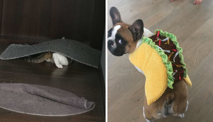 Hey Pandas, Show Me The Weirdest Pet Pic You Have (Closed)