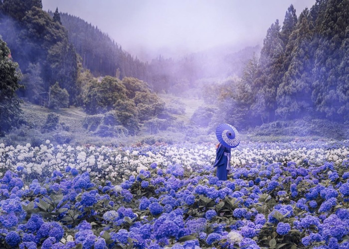 I Took A Photo With Friends In The Garden Of Hydrangeas In Japan While Sitting In Isolation In Moscow, Russia