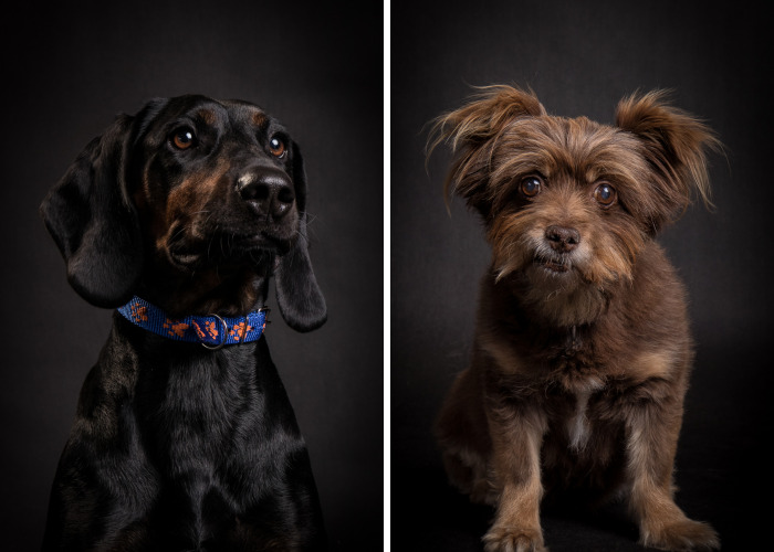 We Invited The Most Unique Models To Our Animal Photography Studio (19 Pics)