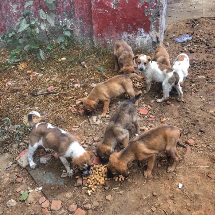 I’m Making A Fundraiser For Treatment For 4 Sweet Puppies