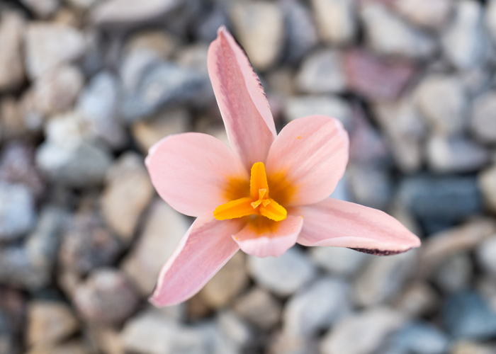 We Visited The Largest Crocus Flower Collection In The World Starts Blooming