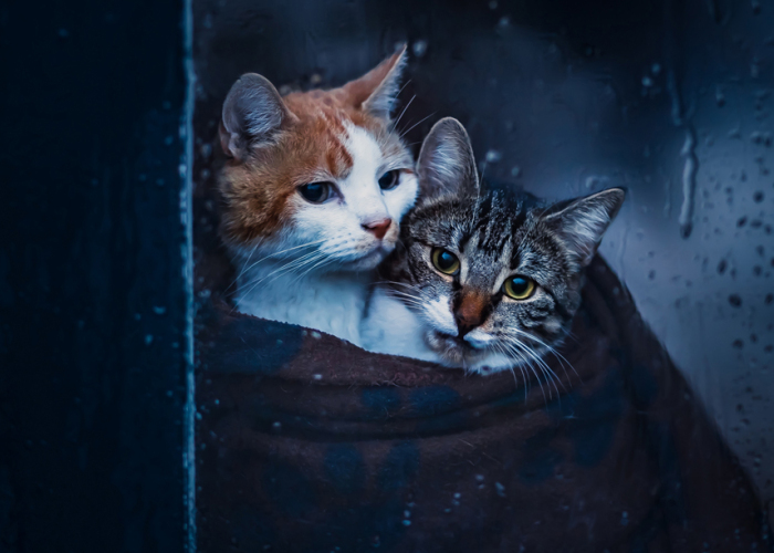 After His Best Buddy Passed Away, I Made It My Promise To Find Him A New Friend