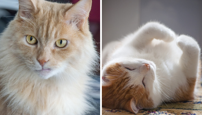 For The Past 5 Years, I’ve Been Taking Photographs Of Our Cats Every Single Day