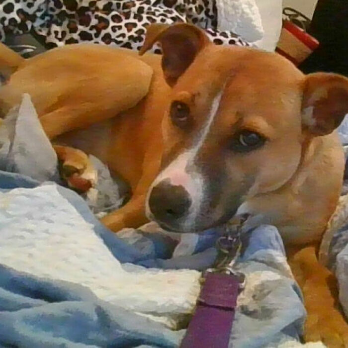 Hey Pandas, Post A Picture Of Your Dog