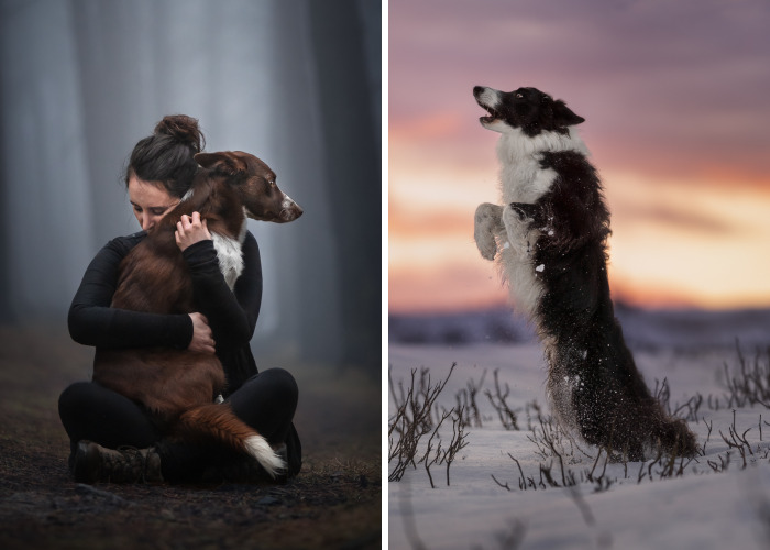 I Create Stunning Photos Of My Two Border Collies