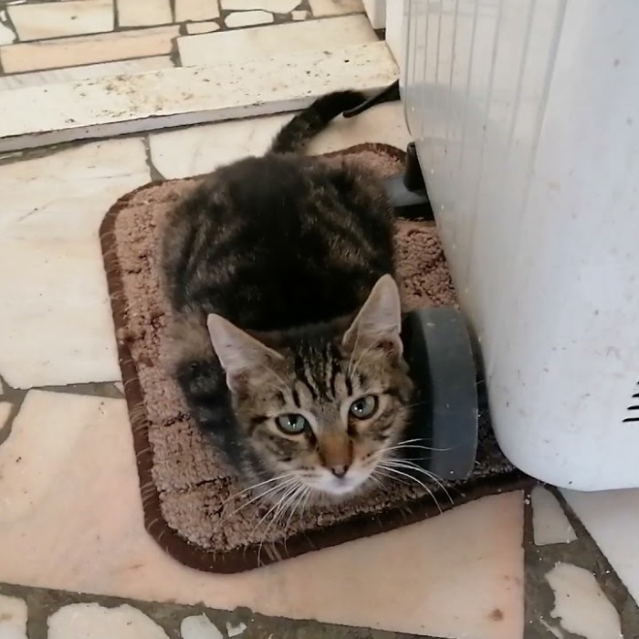 We Are A Small Cat Rescue Shelter, And Here’s An Update On Our 200 Cat House