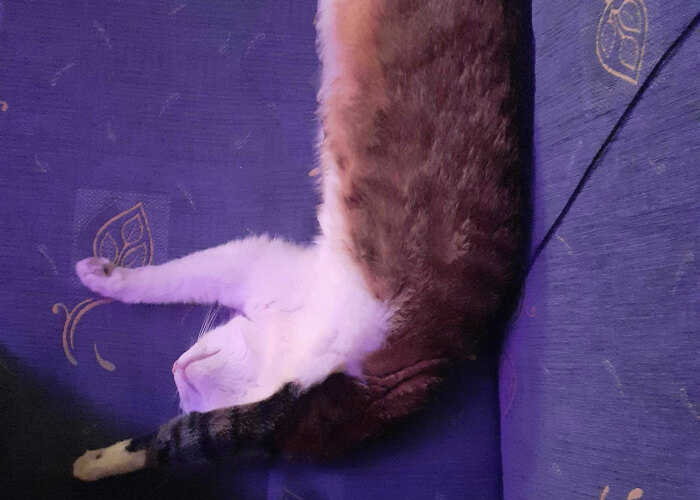 Hey Pandas, Share The Funniest Picture Of Your Pet, And Photoshop Or Edit It (Closed)