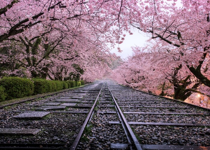 I Captured Sakura Blooming In Japan (25 Pics)
