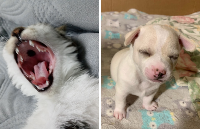 Hey Pandas, Post A Picture Of Your Sleepy Pet (Closed)